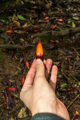 Hand holding a Pinhão, edible Araucaria seeds, in a native forest - Sao Francisco de Paula, South...