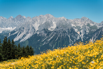 yellow flowers in the mountains - Dachstein glacier in the background