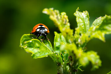close up of ladybird on a green leaf