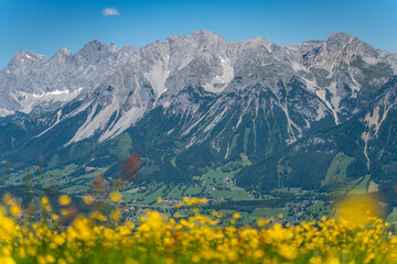 yellow flowers in the mountains - Dachstein glacier in the background