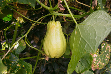 Chuchu aka Chayote Squash (Sechium edule) growing in a home vegetable garden in the South of Brazil