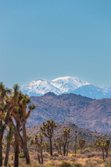 Scenic view of landscape at Joshua Tree National Park, California, USA with snowcovered San...