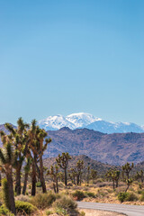 Scenic view of landscape at Joshua Tree National Park, California, USA with snowcovered San...