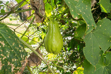 Chuchu aka Chayote Squash (Sechium edule) growing in a home vegetable garden in the South of Brazil