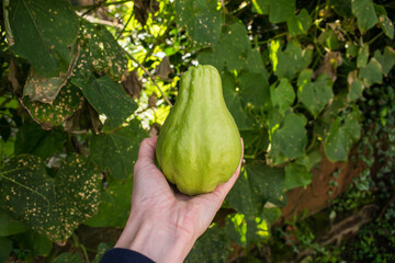 Hand holding a Chuchu aka Chayote Squash (Sechium edule) in a home vegetable garden in the South of...