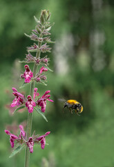 Forest chistets Stachys sylvatica is a medicinal plant that is used in obstetric and gynecological practice.