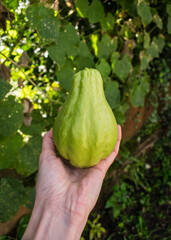 Hand holding a Chuchu aka Chayote Squash (Sechium edule) in a home vegetable garden in the South of Brazil