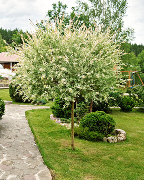 Japanese dappled willow Hakuro-Nishiki in landscaped garden. Willow branches with white and pink leaves shaped like ball.