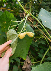 Young white Chuchu aka Chayote Squash (Sechium edule) growing in a home vegetable garden in the South of Brazil