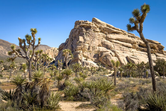 Scenic view of rock formation and Yucca Palm trees at Hidden Valley Trail, Joshua Tree National Park, California, United States