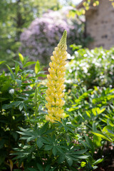 yellow flowers in the garden lupin