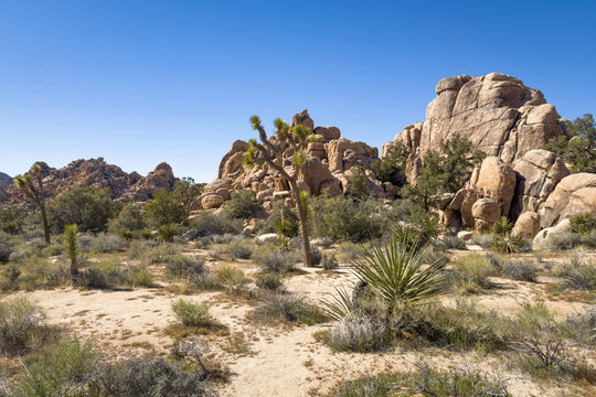 Scenic view of rock formation and Yucca Palm trees at Hidden Valley Trail, Joshua Tree National Park, California, United States