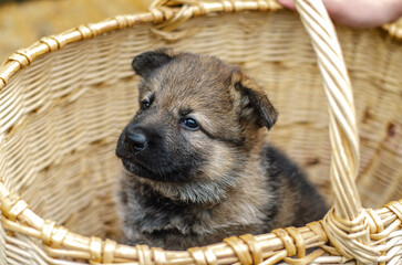 Adorable wolfdog German Shepherd puppy peeking over wicker basket edge, looking directly at camera. Close-up, curious expression. Outdoor shot, natural light, blurred background