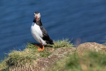 Atlantic Puffin Borgarfjorour Eystri