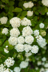 Small white flowers with yellow centers are arranged in rounded clusters, surrounded by vibrant...