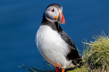 Atlantic Puffin Borgarfjorour Eystri