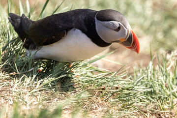 Atlantic Puffin Borgarfjorour Eystri