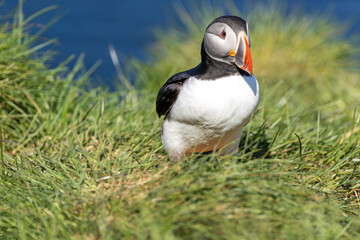 Naklejka premium Atlantic Puffin Borgarfjorour Eystri