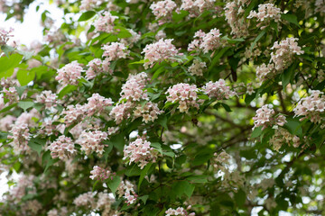 Fototapeta premium blooming flower treet