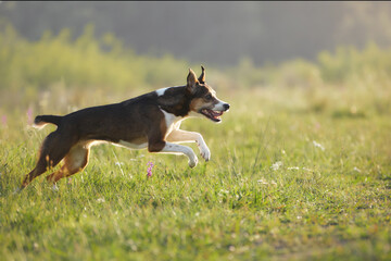 A brown dog runs low across open space, legs spread and eyes forward, tracking a toy.