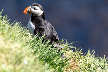 Atlantic Puffin Borgarfjorour Eystri
