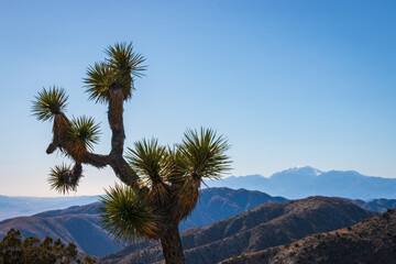 Yucca Palm tree (Yucca brevifolia) at Kews View scenic viewpoint, Joshua Tree National Park,...