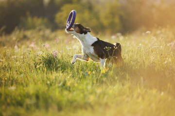 With ears back and a lifted tail, a dog trots proudly after catching a frisbee. Its face shows joy.