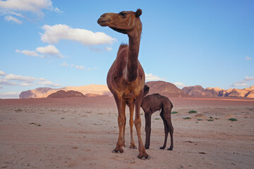 Small camel sucking milk from mother, sunset light lit Wadi Rum landscape in background