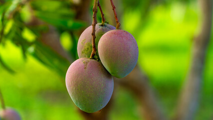 vilad mango fruit. fresh mango fruit