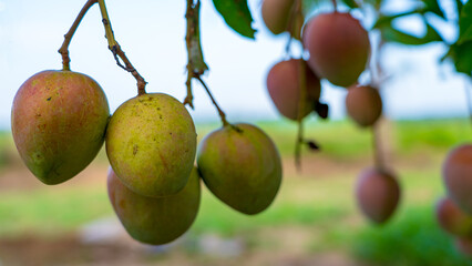 vilad mango fruit. fresh mango fruit