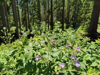 Fototapeta premium spring in the forest