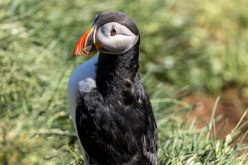 Atlantic Puffin Borgarfjorour Eystri