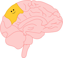 Brain illustration locating where the happiness is displayed when felt