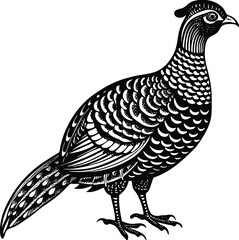Elegant Copper Pheasant Illustration Detailed Line Art of a Soemmerringii