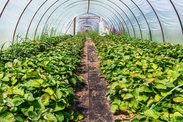 View from inside the greenhouse where strawberries grow. Growing strawberries and strawberry...