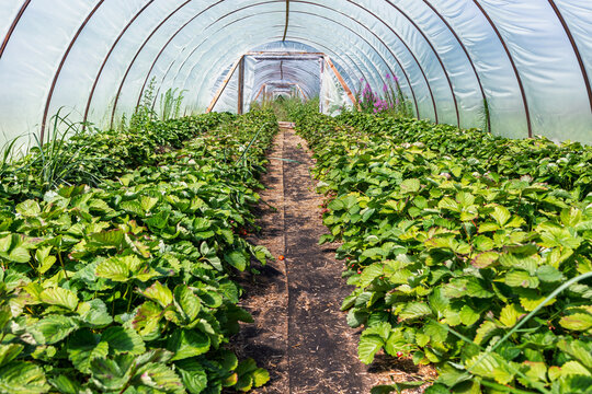 View from inside the greenhouse where strawberries grow. Growing strawberries and strawberry seedlings