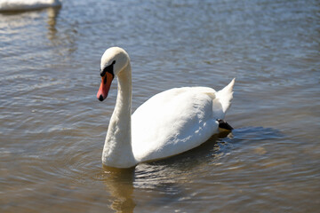 Graceful White Swan Gliding on a Sunny Lake