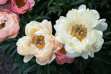 white peony flowers