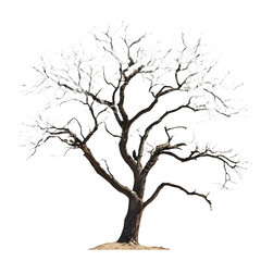 Fototapeta premium A solitary bare tree with intricate branches and a textured trunk isolated on transparent background
