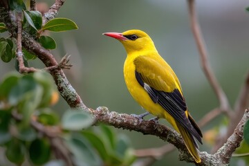 Fototapeta premium A bright yellow bird perches on a lichencovered branch its red beak a striking contrast against the soft green background