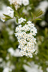 A dense cluster of small white flowers with yellow centers on a green stem, surrounded by blurred green and white tones in the background.