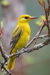 A golden oriole with dark wings perched on a tree branch