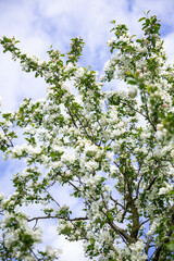 A tree in full bloom with white flowers and green leaves. Branches extend upward, with scattered clouds visible through the blue sky above.