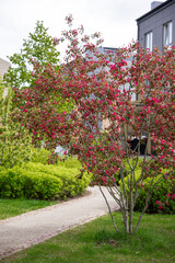 A vibrant tree with pink blossoms stands near a paved pathway, surrounded by green shrubs and...