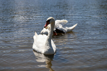 Close-Up of Swans on a Tranquil Lake Beauty and Harmony in Nature