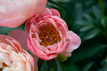 pink peony flower center