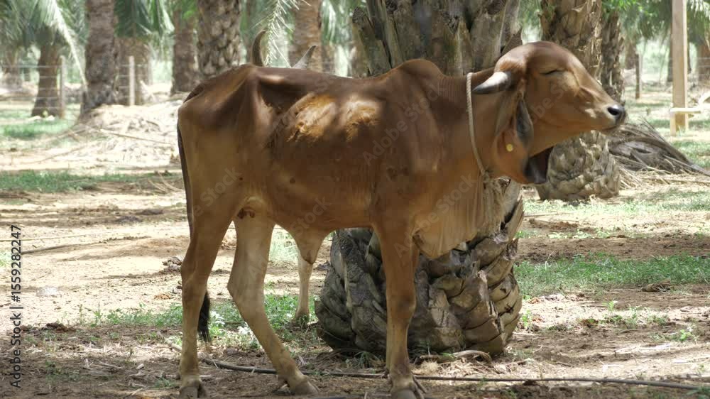Poster thin cattle eating in a field with trees