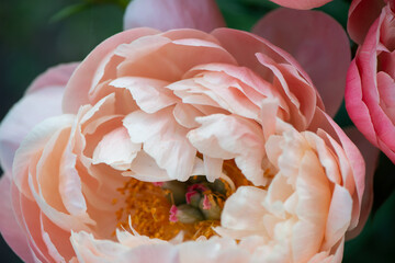 pink peony flower