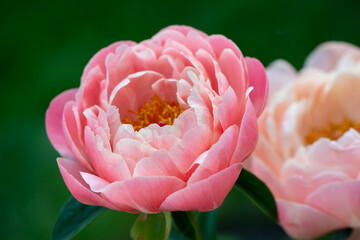 pink peony flower