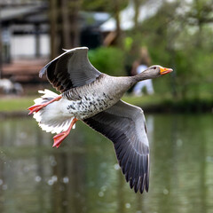 The flying greylag goose, Anser anser is a species of large goose